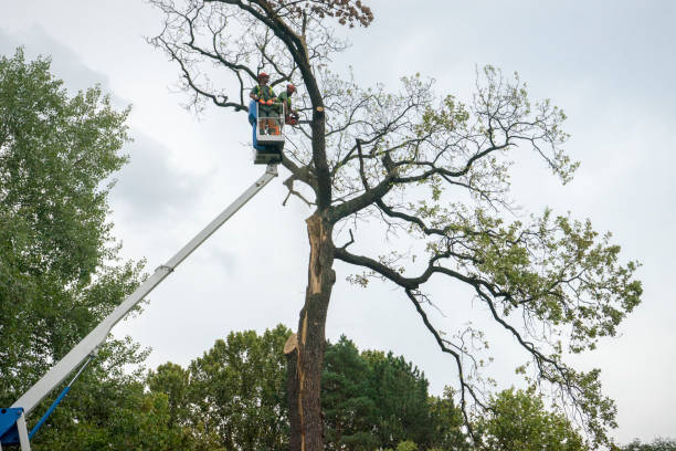 Best Tree Mulching  in Springfield, MI