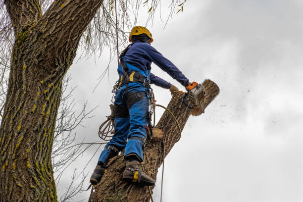 Best Arborist Consultation Services  in Springfield, MI